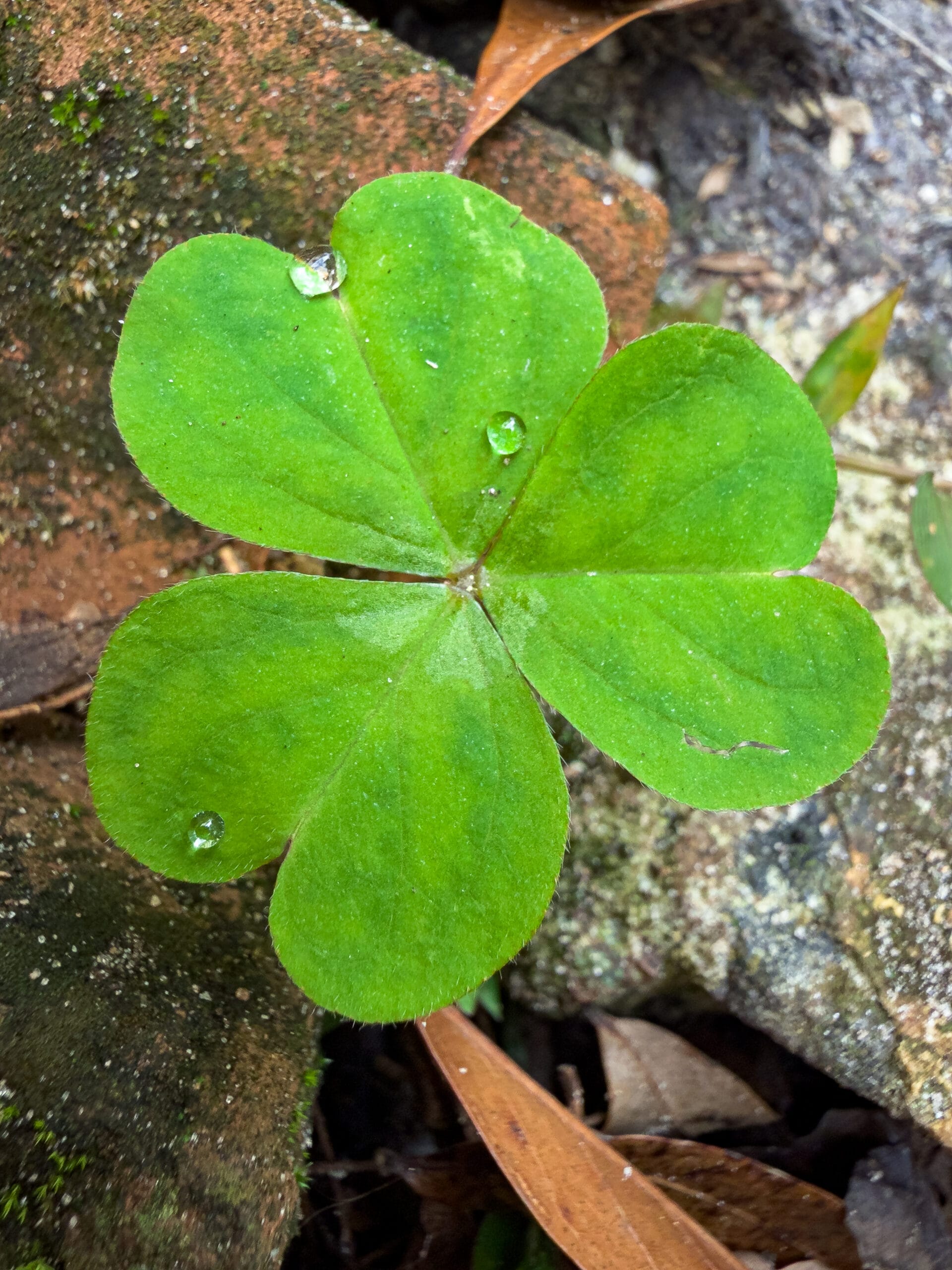 Green clover macro photography