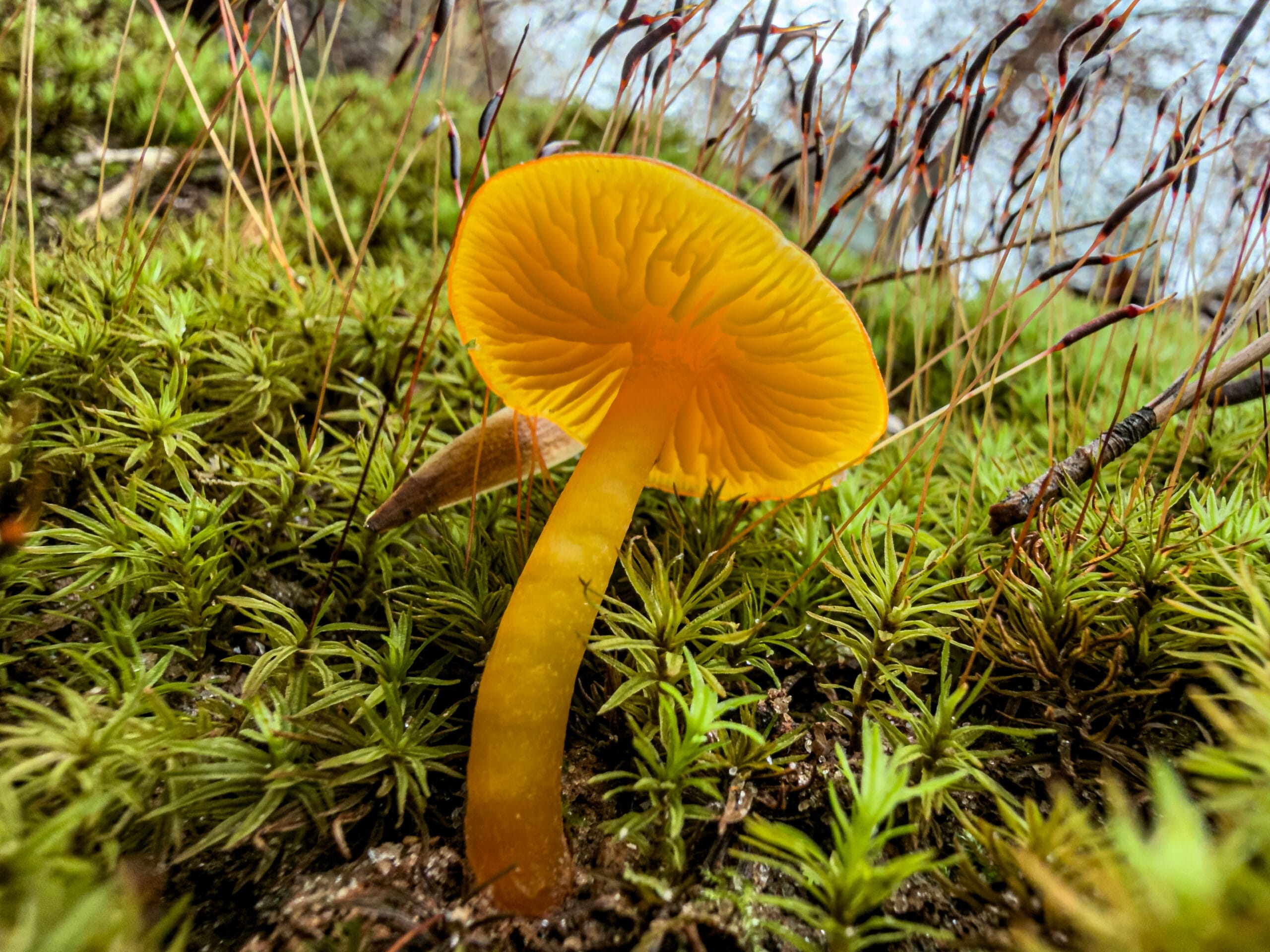 Golden mushroom macro photography