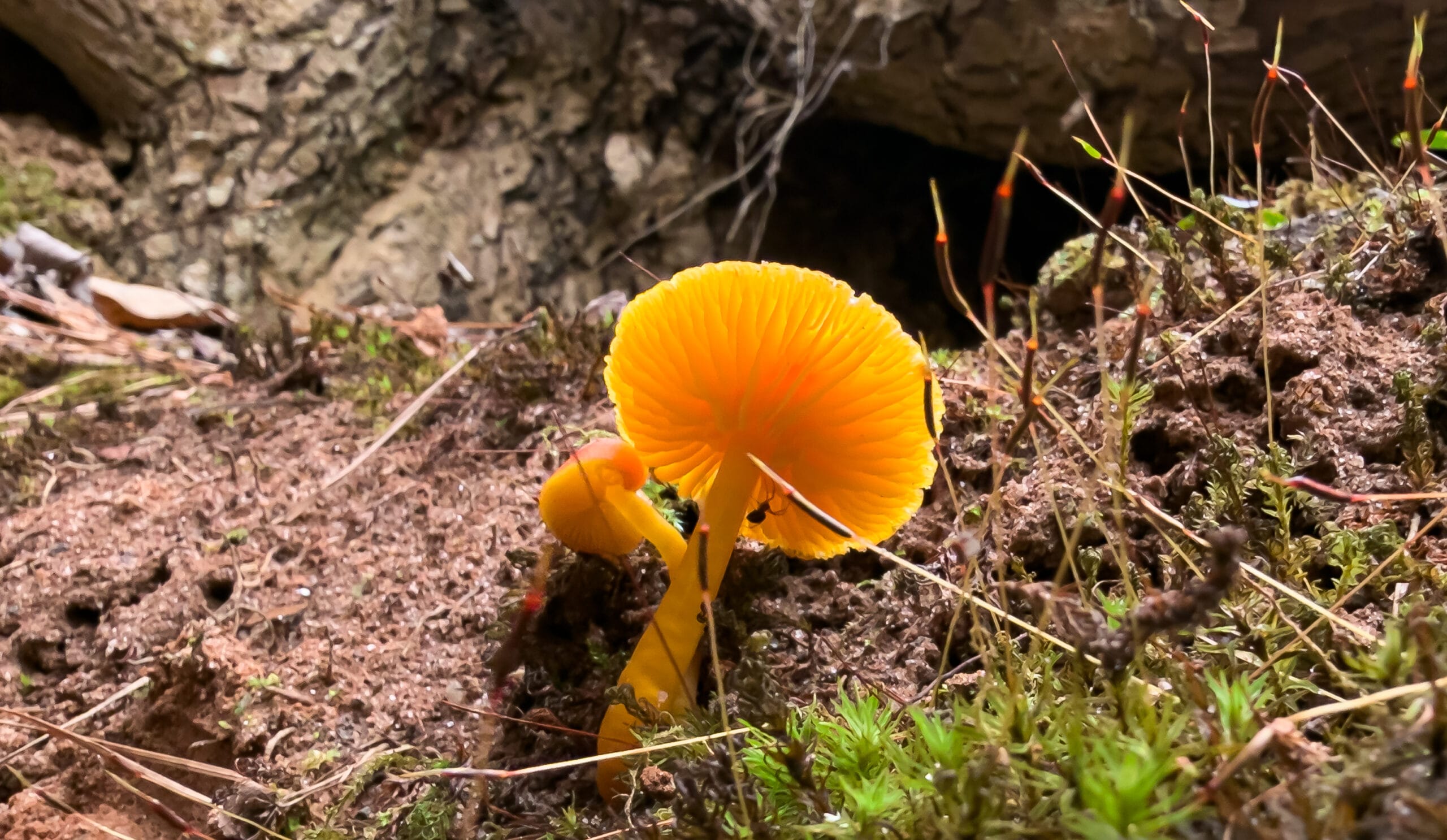 Golden mushroom and spider macro photography