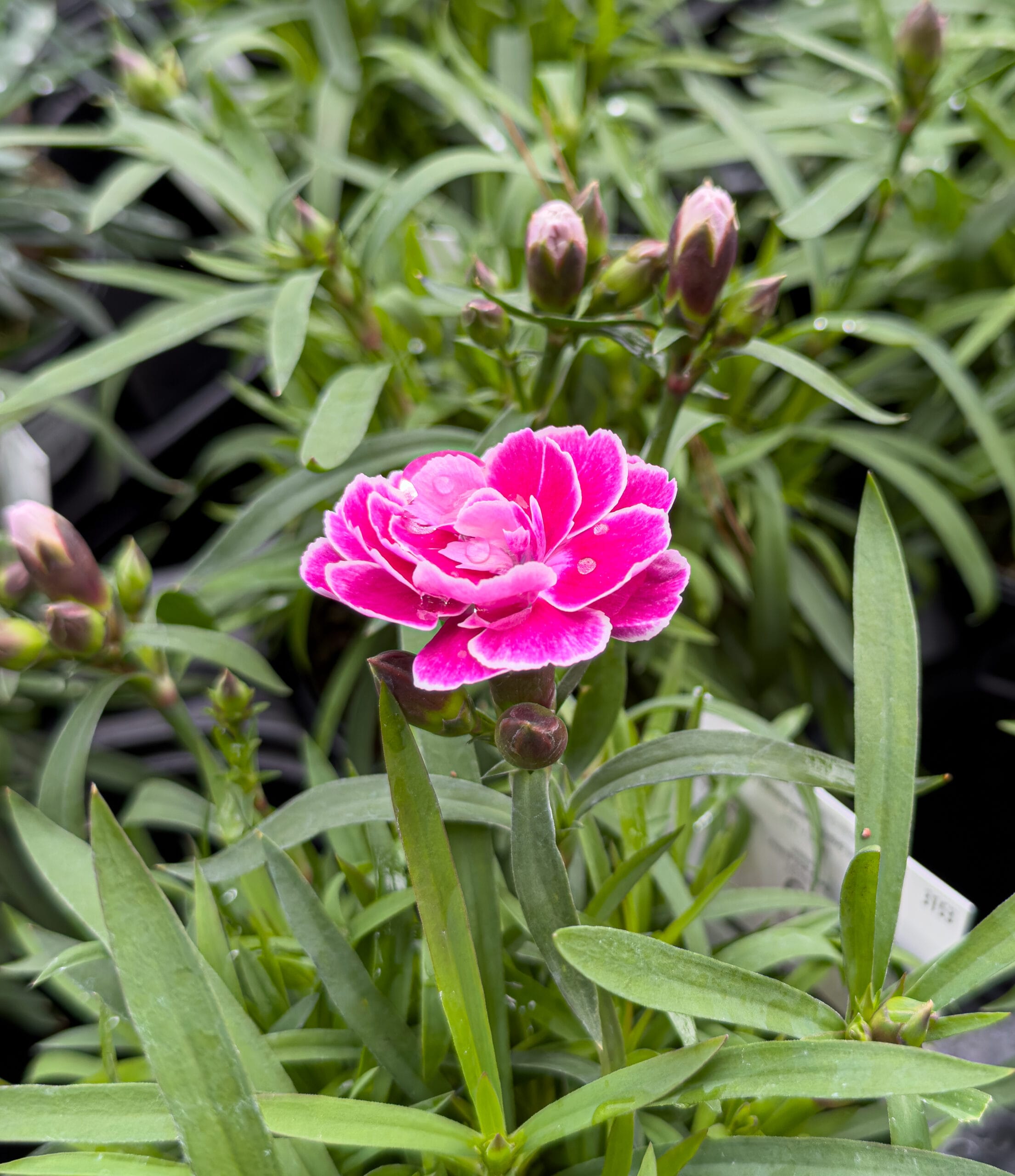 Pink flower photography